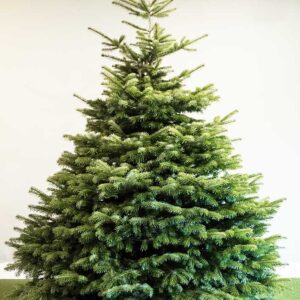 nordmanfir christmas tree Best seller