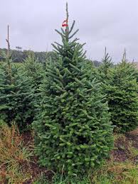 🎄 Premium Fraser Fir Christmas Tree Bring home the magic of Christmas with our fresh, real Fraser Fir. Known for excellent needle retention, strong branches, and a classic festive fragrance, this tree is perfect for ornaments, lights, and family celebrations. Hand-selected for its full shape, dark-green needles with silver tips, and long-lasting freshness. Features Freshly cut for maximum longevity Soft, child- and pet-friendly needles Strong branches for heavy decorations Naturally symmetrical shape Fragrant, clean Christmas.