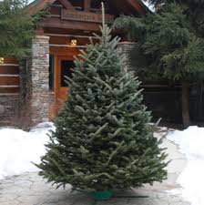 Superior Fraser fir Christmas tree