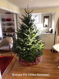 “Premium Korean Fir Christmas Tree with dense dark-green needles and silver undersides, full symmetrical shape, and strong branches indoors under festive lighting.”