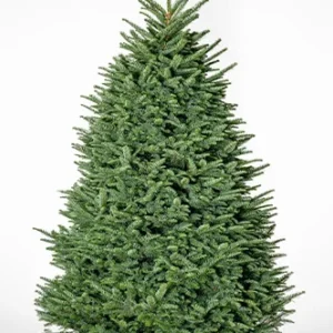 Premium Noble Fir Christmas tree 5–9 ft with deep-green needles and strong branches, displayed in a home setting for the holidays.