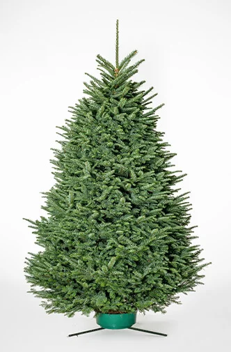 Premium Noble Fir Christmas tree 5–9 ft with deep-green needles and strong branches, displayed in a home setting for the holidays.